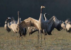 comfort-stay-The-Vravrona-wetland